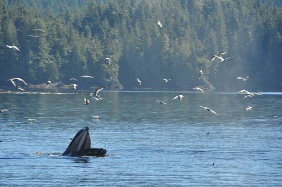 Baleia experimenta novas técnicas de pescaria com sua enorme boca aberta, durante passeio de barco em Telegraph Cove, na Vancouver Island, na Columbia Britânica, costa oeste do Canadá